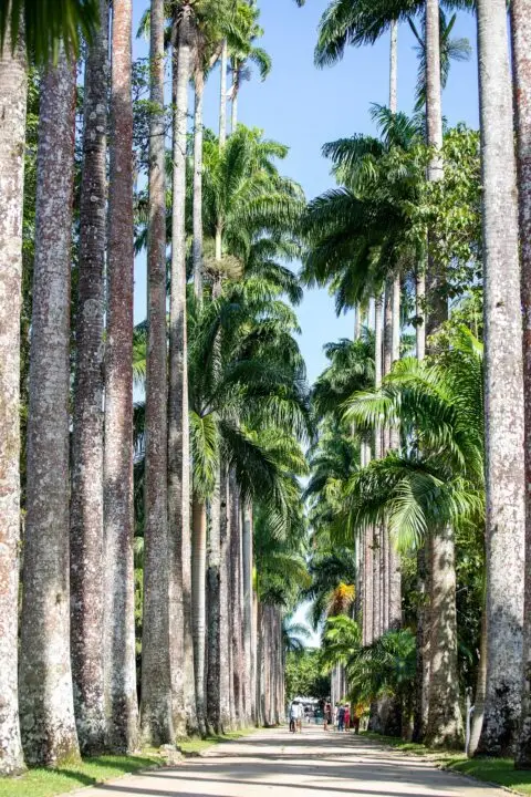 Palm trees towering above Rio de Janeiro's botanical gardens