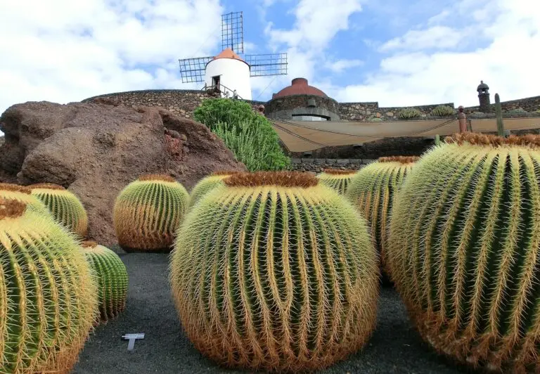 Large round barrel cacti with yellow spines are in the foreground, whilst a historic windmill and stone structures rise on a rocky Lanzarote hill in the background under a partly cloudy sky.