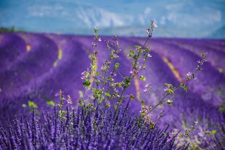 A close-up of wildflowers growing among rows of blooming lavender in a vibrant purple field in Provence, with mountains blurred in the background under a clear sky.